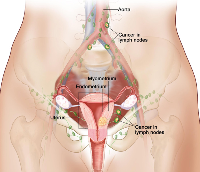 endometrium anatomi