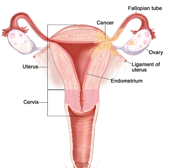 Endometrium Anatomisi
