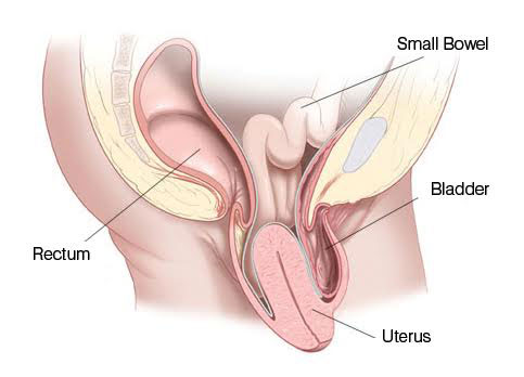 Rahim (Uterus) Sarkması Anatomi